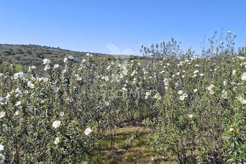Terra a Alandroal, Evora, Alandroal - € 41.150 | Ref: 059837 - foto 18