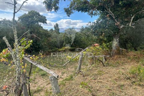 Farm hus i Ponte de Lima, Viana do Castelo, Ponte de Lima - € 450.000 | Ref: 059832 - foto 4