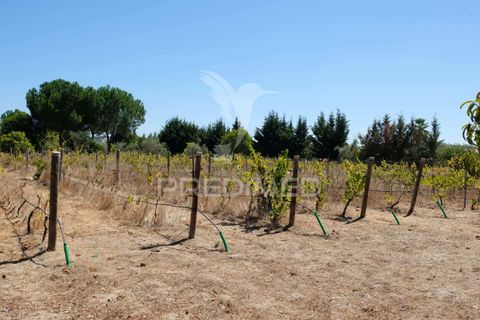 Byhus i Ponte de Sor, Portalegre, Ponte de Sor - € 350.000 | Ref: 059874 - foto 25
