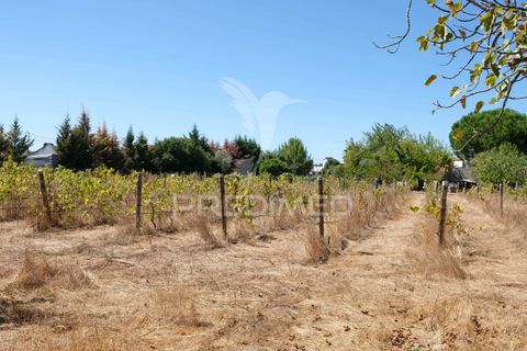 Byhus i Ponte de Sor, Portalegre, Ponte de Sor - € 350.000 | Ref: 059874 - foto 26