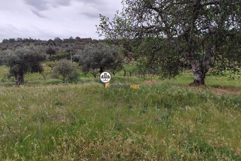 Landejendom i Castelo Branco, Castelo Branco, Castelo Branco - € 400.000 | Ref: 2975 - foto 16