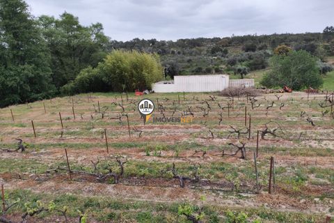 Landejendom i Castelo Branco, Castelo Branco, Castelo Branco - € 400.000 | Ref: 2975 - foto 43
