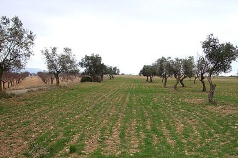 Terra a Zarra, Valencia, Zarra - € 34.000 | Ref: S-1494869 - foto 2