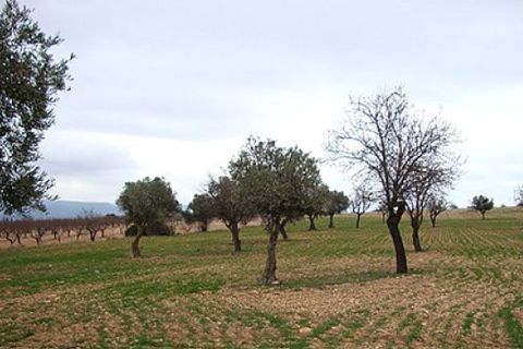 Terra a Zarra, Valencia, Zarra - € 34.000 | Ref: S-1494869 - foto 3
