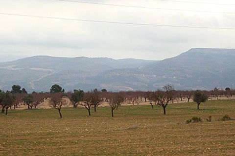 Terra a Zarra, Valencia, Zarra - € 34.000 | Ref: S-1494869 - foto 5
