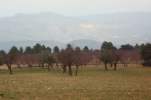 Terra a Zarra, Valencia, Zarra - € 34.000 | Ref: S-1494869 - foto 6