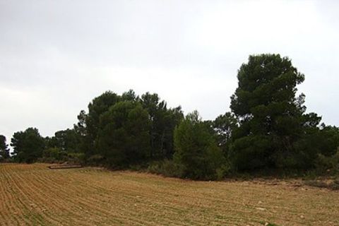 Terra a Zarra, Valencia, Zarra - € 34.000 | Ref: S-1494869 - foto 7