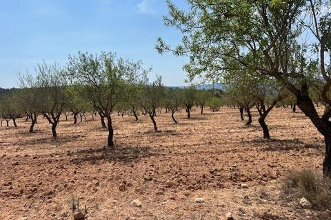 Finca i Ayora, Valencia, Ayora - € 800.000 | Ref: S-1551406 - foto 9