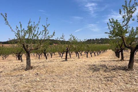 Finca i Ayora, Valencia, Ayora - € 800.000 | Ref: S-1551406 - foto 10
