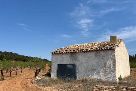 Finca i Ayora, Valencia, Ayora - € 800.000 | Ref: S-1551406 - foto 30