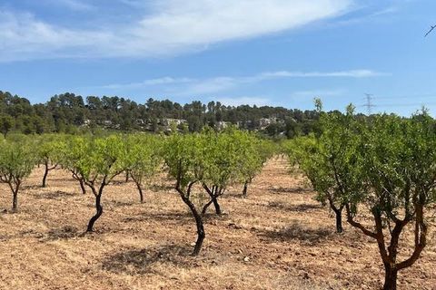 Finca i Ayora, Valencia, Ayora - € 800.000 | Ref: S-1551406 - foto 31