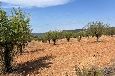 Finca i Ayora, Valencia, Ayora - € 800.000 | Ref: S-1551406 - foto 38