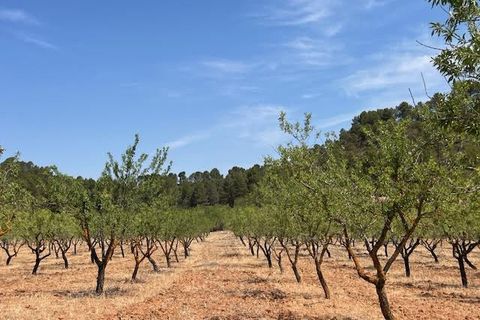 Finca i Ayora, Valencia, Ayora - € 800.000 | Ref: S-1551406 - foto 42