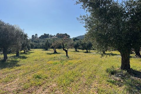 Finca i Ayora, Valencia, Ayora - € 290.000 | Ref: S-1574856 - foto 39