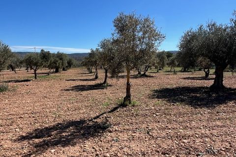 Finca i Ayora, Valencia, Ayora - € 65.000 | Ref: S-1575052 - foto 4
