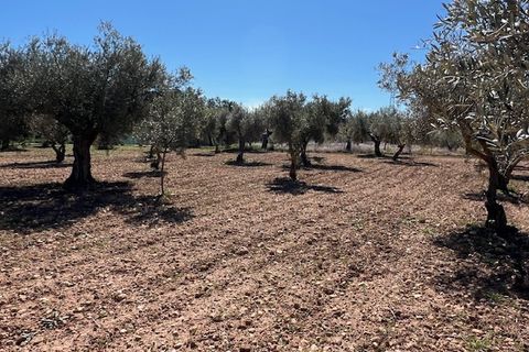 Finca i Ayora, Valencia, Ayora - € 65.000 | Ref: S-1575052 - foto 5
