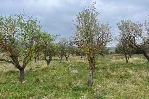 Finca i Jarafuel, Valencia, Jarafuel - € 74.000 | Ref: S-1594318 - foto 5