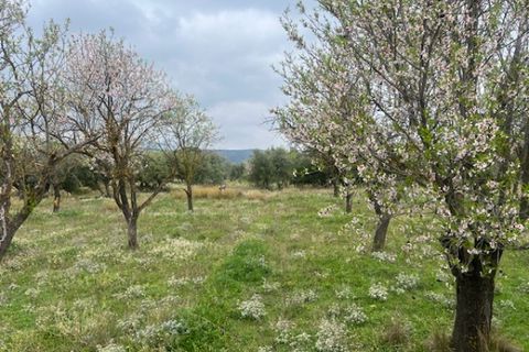 Finca i Jarafuel, Valencia, Jarafuel - € 74.000 | Ref: S-1594318 - foto 11