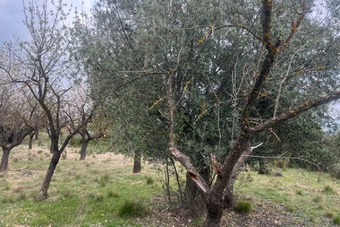 Finca i Jarafuel, Valencia, Jarafuel - € 74.000 | Ref: S-1594318 - foto 12