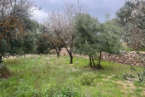 Finca i Jarafuel, Valencia, Jarafuel - € 74.000 | Ref: S-1594318 - foto 25