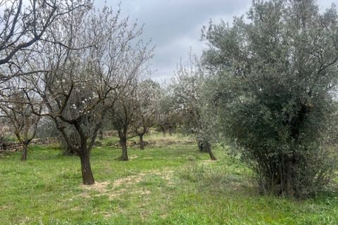 Finca i Jarafuel, Valencia, Jarafuel - € 74.000 | Ref: S-1594318 - foto 26