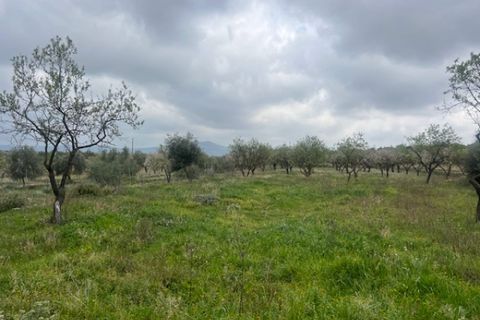 Finca i Jarafuel, Valencia, Jarafuel - € 74.000 | Ref: S-1594318 - foto 27