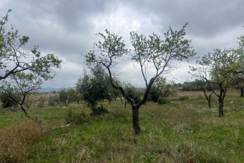 Finca i Jarafuel, Valencia, Jarafuel - € 74.000 | Ref: S-1594318 - foto 28