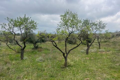 Finca i Jarafuel, Valencia, Jarafuel - € 74.000 | Ref: S-1594318 - foto 29