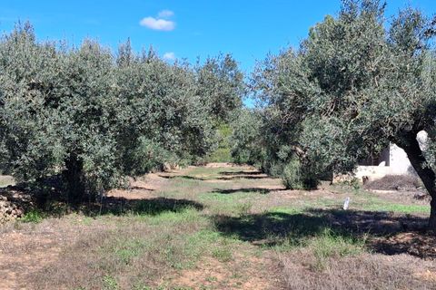 Helårsgrund i Rasquera, Tarragona, Rasquera - € 80.000 | Ref: EXP14061/8930 - foto 13