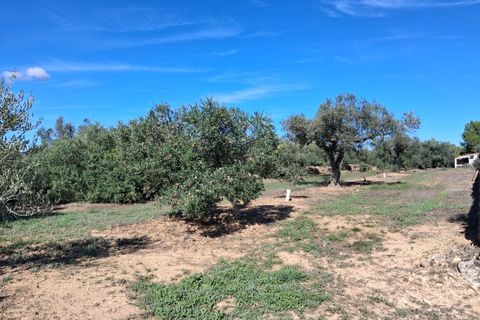 Helårsgrund i Rasquera, Tarragona, Rasquera - € 80.000 | Ref: EXP14061/8930 - foto 21