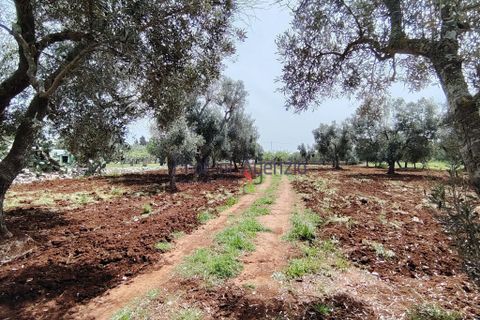 Helårsgrund i Carovigno, Brindisi, Carovigno - € 25.000 | Ref: 121916 - foto 7