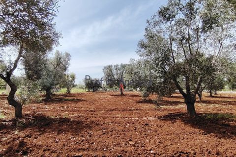 Helårsgrund i Carovigno, Brindisi, Carovigno - € 25.000 | Ref: 121916 - foto 1