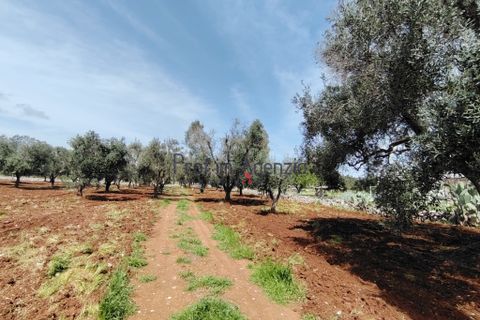 Helårsgrund i Carovigno, Brindisi, Carovigno - € 25.000 | Ref: 121916 - foto 5