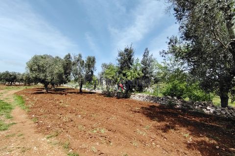 Helårsgrund i Carovigno, Brindisi, Carovigno - € 25.000 | Ref: 121916 - foto 4