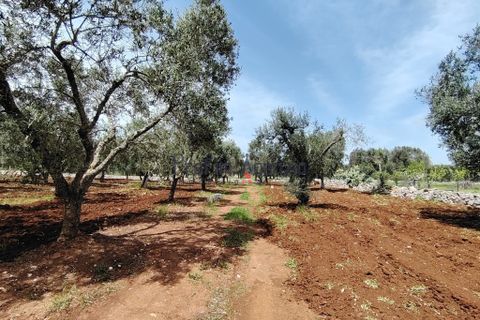Helårsgrund i Carovigno, Brindisi, Carovigno - € 25.000 | Ref: 121916 - foto 3