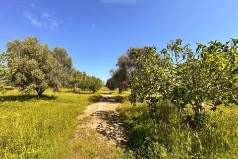 Tomt i Carovigno, Brindisi, Carovigno - € 65 000 | Ref: TEM4 - foto 2