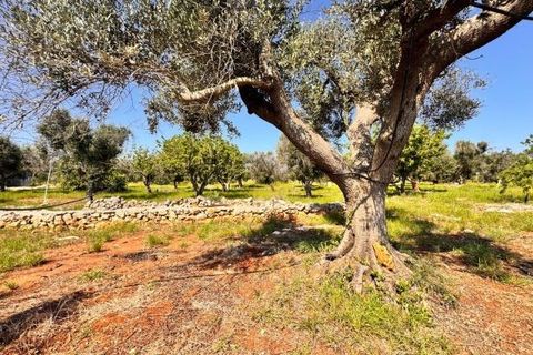Tomt i Carovigno, Brindisi, Carovigno - € 65 000 | Ref: TEM4 - foto 9