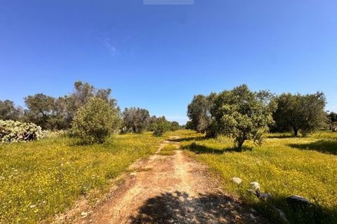 Tomt i Carovigno, Brindisi, Carovigno - € 65 000 | Ref: TEM4 - foto 6