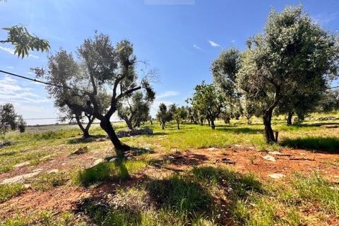Tomt i Carovigno, Brindisi, Carovigno - € 65 000 | Ref: TEM4 - foto 12