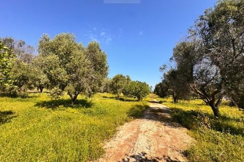 Tomt i Carovigno, Brindisi, Carovigno - € 65 000 | Ref: TEM4 - foto 3
