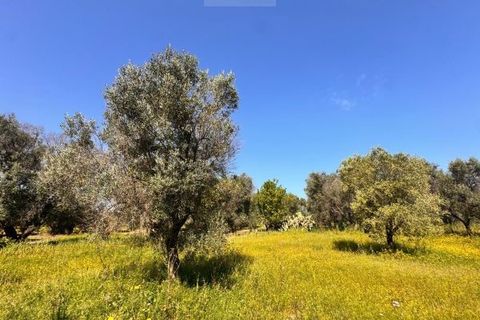 Tomt i Carovigno, Brindisi, Carovigno - € 65 000 | Ref: TEM4 - foto 5