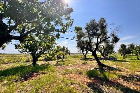 Tomt i Carovigno, Brindisi, Carovigno - € 65 000 | Ref: TEM4 - foto 10