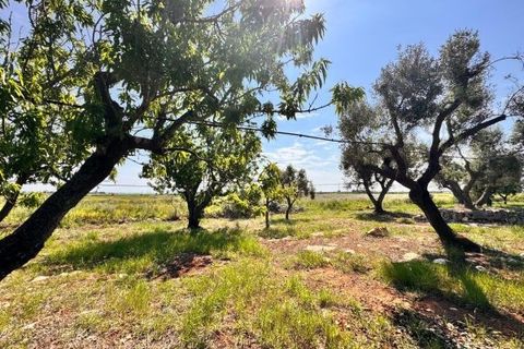 Tomt i Carovigno, Brindisi, Carovigno - € 65 000 | Ref: TEM4 - foto 11