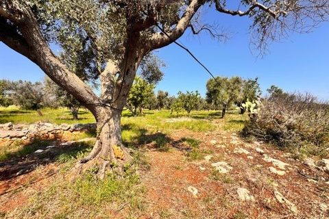 Tomt i Carovigno, Brindisi, Carovigno - € 65 000 | Ref: TEM4 - foto 8