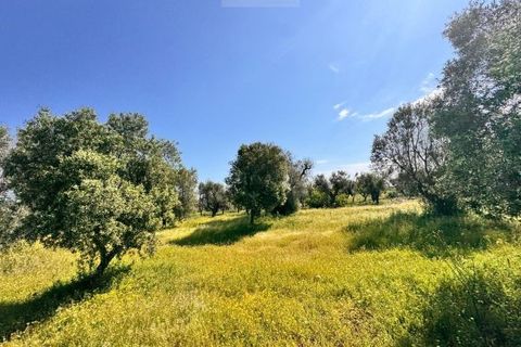 Tomt i Carovigno, Brindisi, Carovigno - € 65 000 | Ref: TEM4 - foto 7