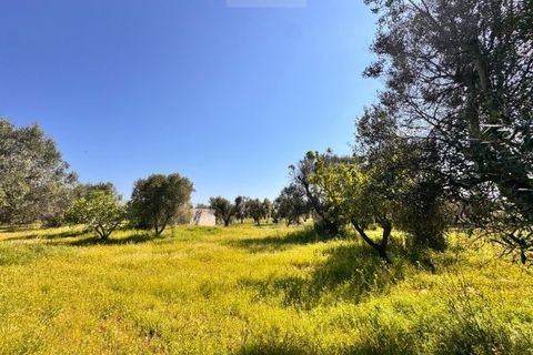 Tomt i Carovigno, Brindisi, Carovigno - € 65 000 | Ref: TEM4 - foto 4