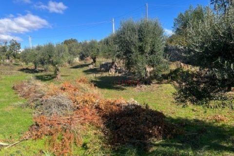 Landejendom i Ostuni, Brindisi, Ostuni - € 49.000 | Ref: 367 - foto 5