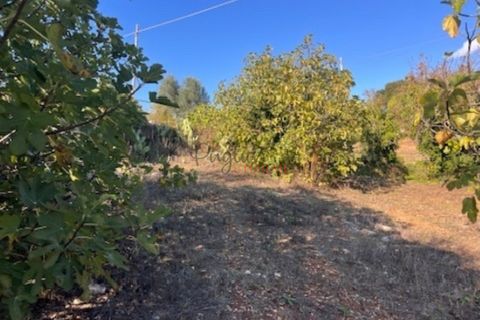 Landejendom i Ostuni, Brindisi, Ostuni - € 49.000 | Ref: 367 - foto 6