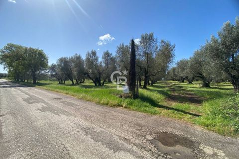 Terra a Vetralla, Viterbo, Vetralla - € 75.000 | Ref: CBI006-960-333082 - foto 2