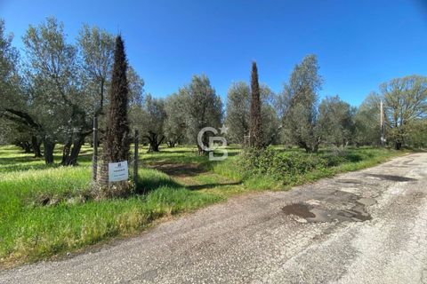 Terra a Vetralla, Viterbo, Vetralla - € 75.000 | Ref: CBI006-960-333082 - foto 3
